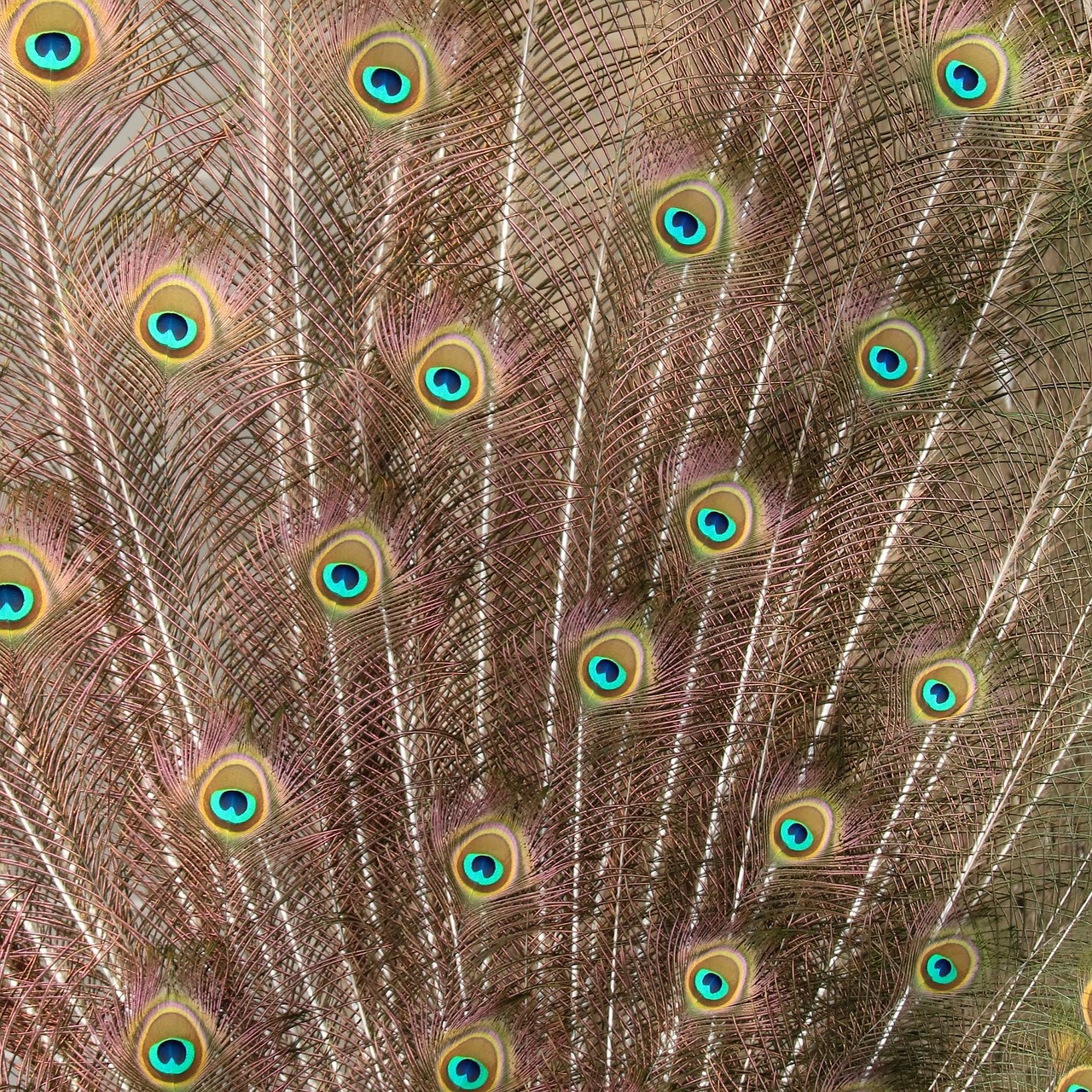 peacock  feather  bird free photo