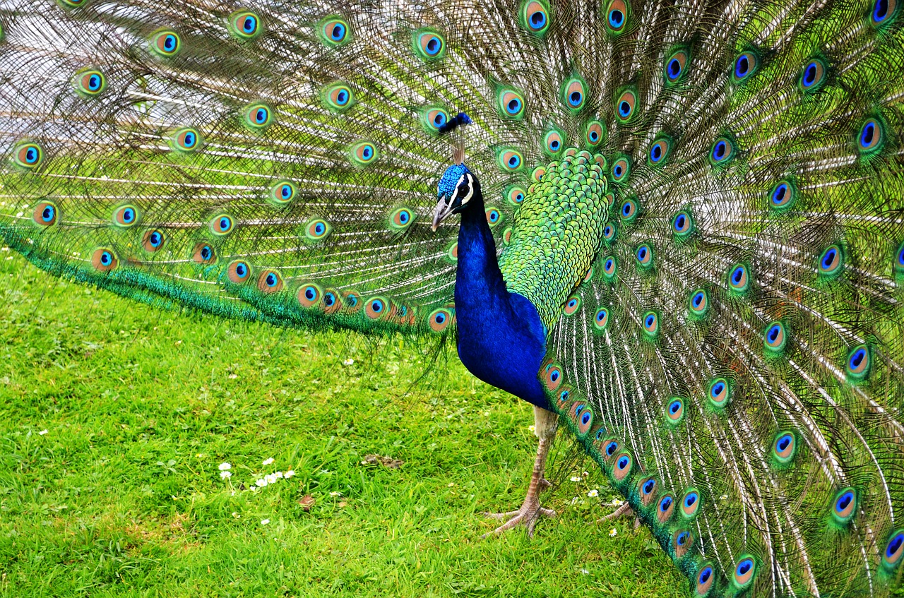 peacock  bird  feather free photo