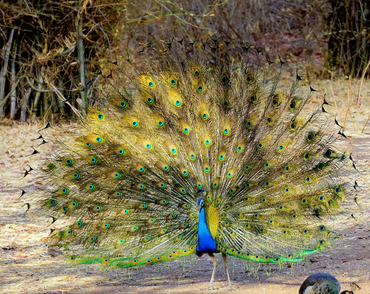 peacock  nature  feather free photo