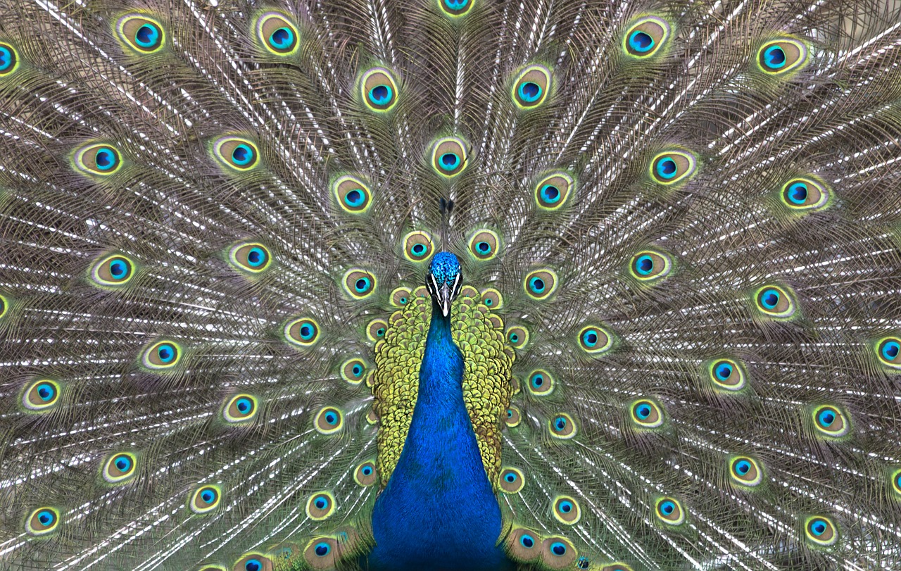 peacock  feather  bird free photo