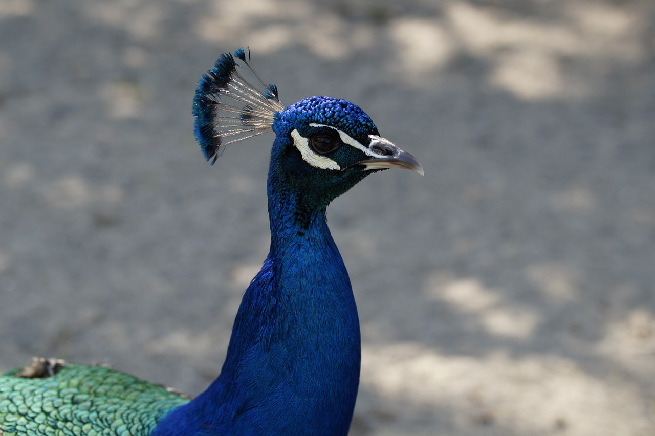 peacock males blue free photo