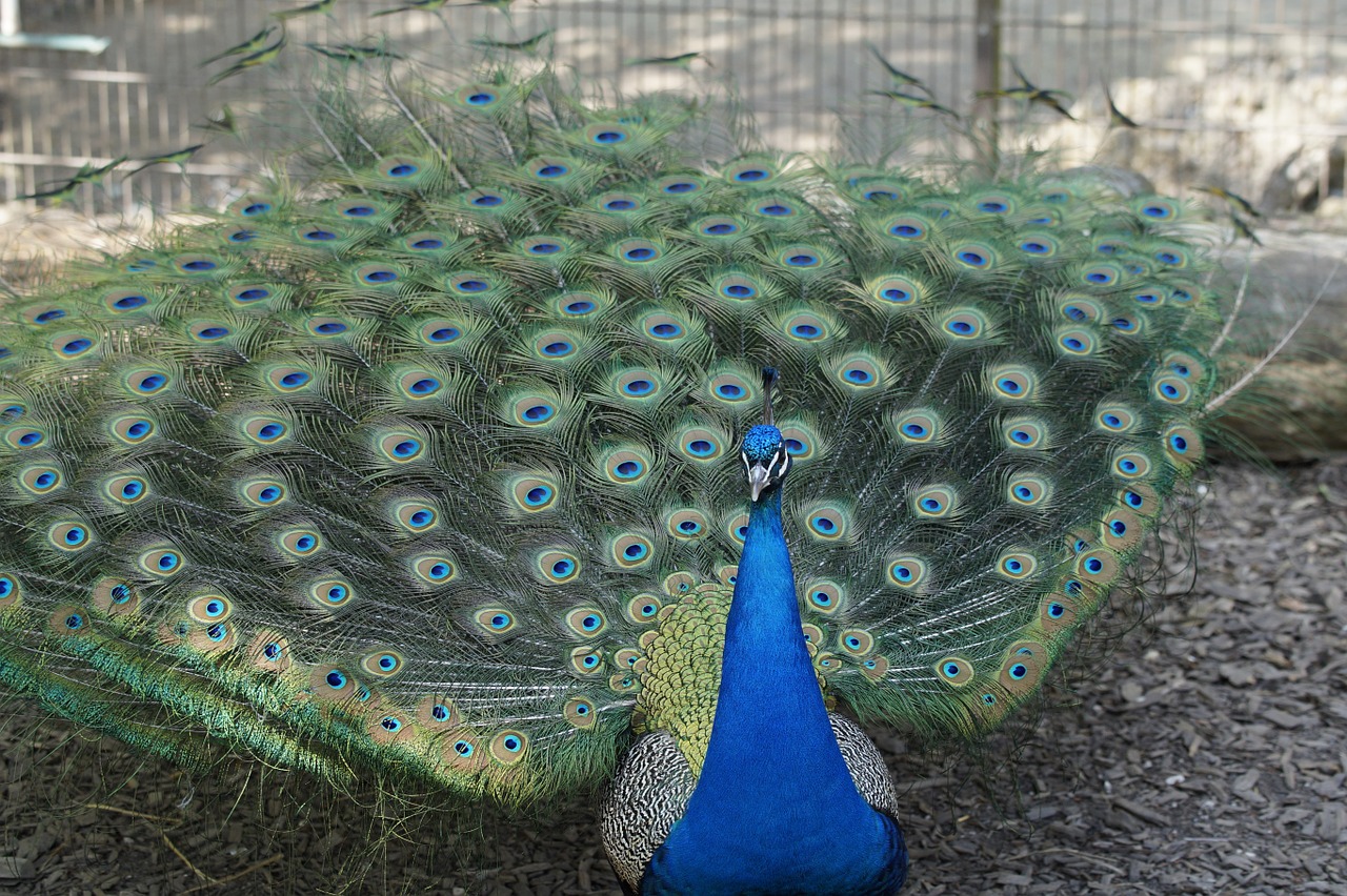 peacock males male free photo