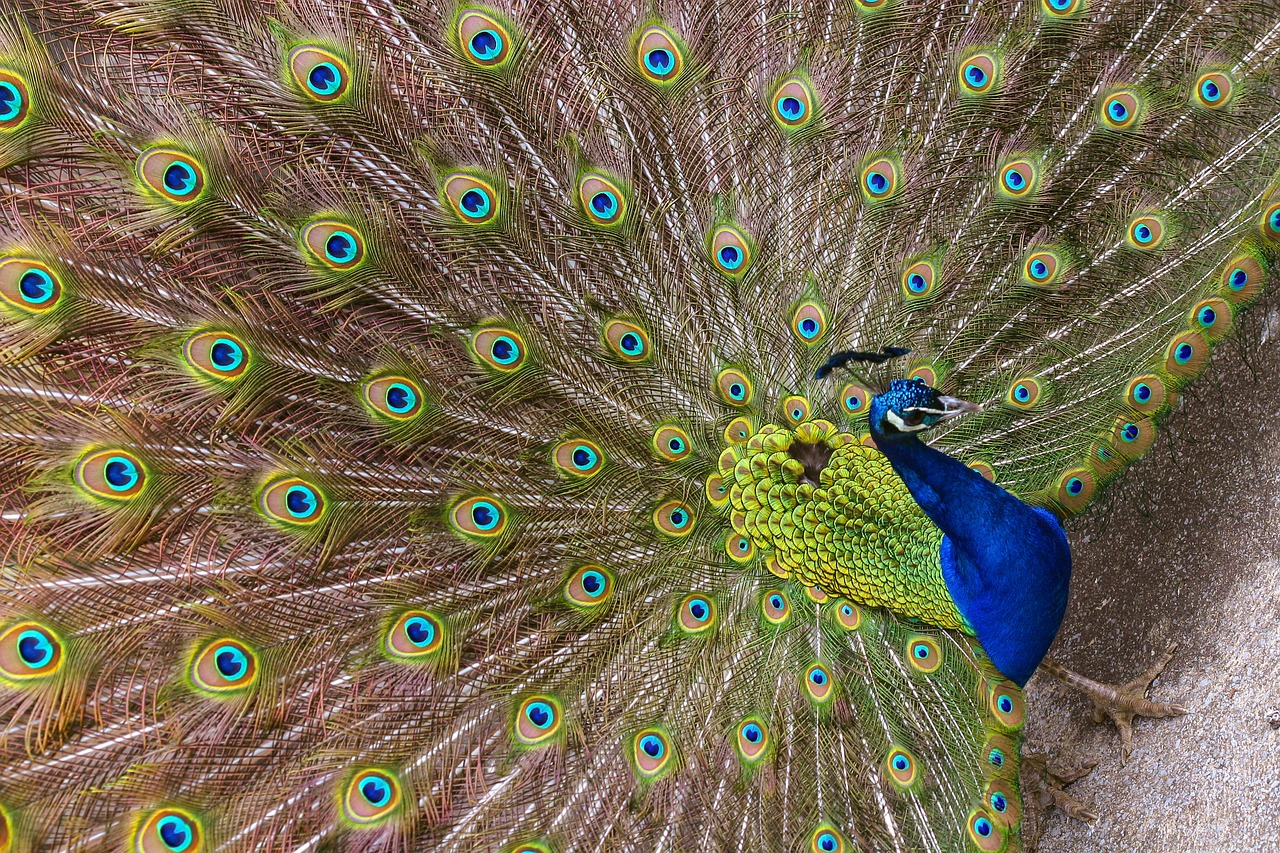 peacock  feather  bird free photo