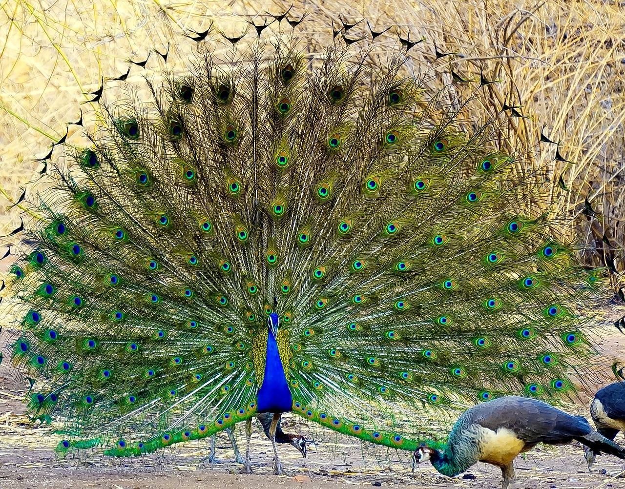 peacock  bird  feather free photo