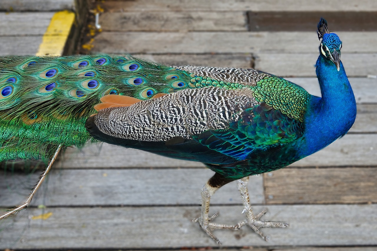 peacock  feather  bird free photo