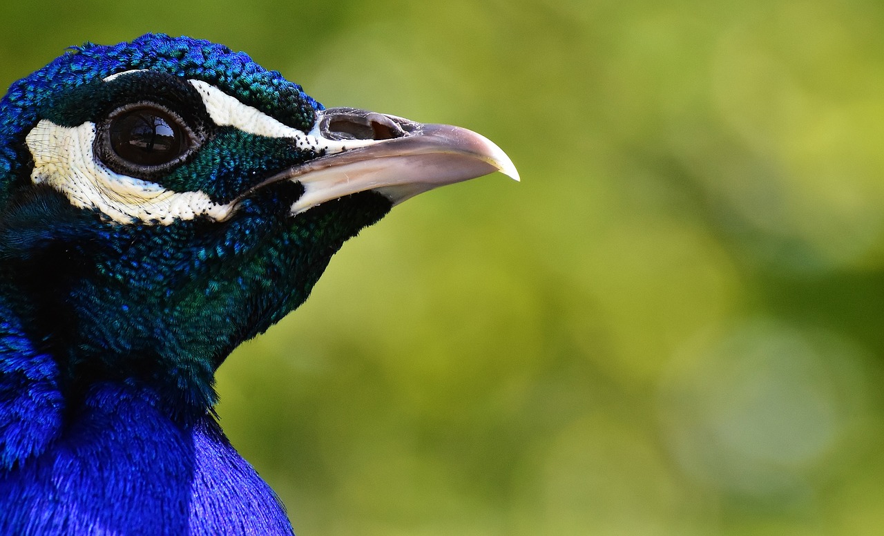 peacock  bird  poultry free photo