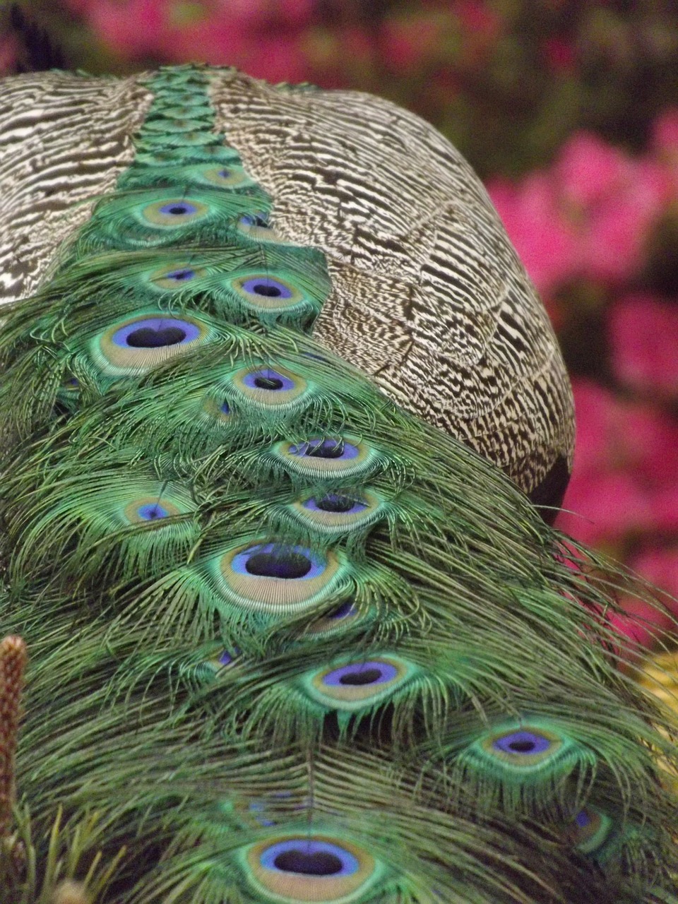 peacock peacock dress peacock feathers free photo