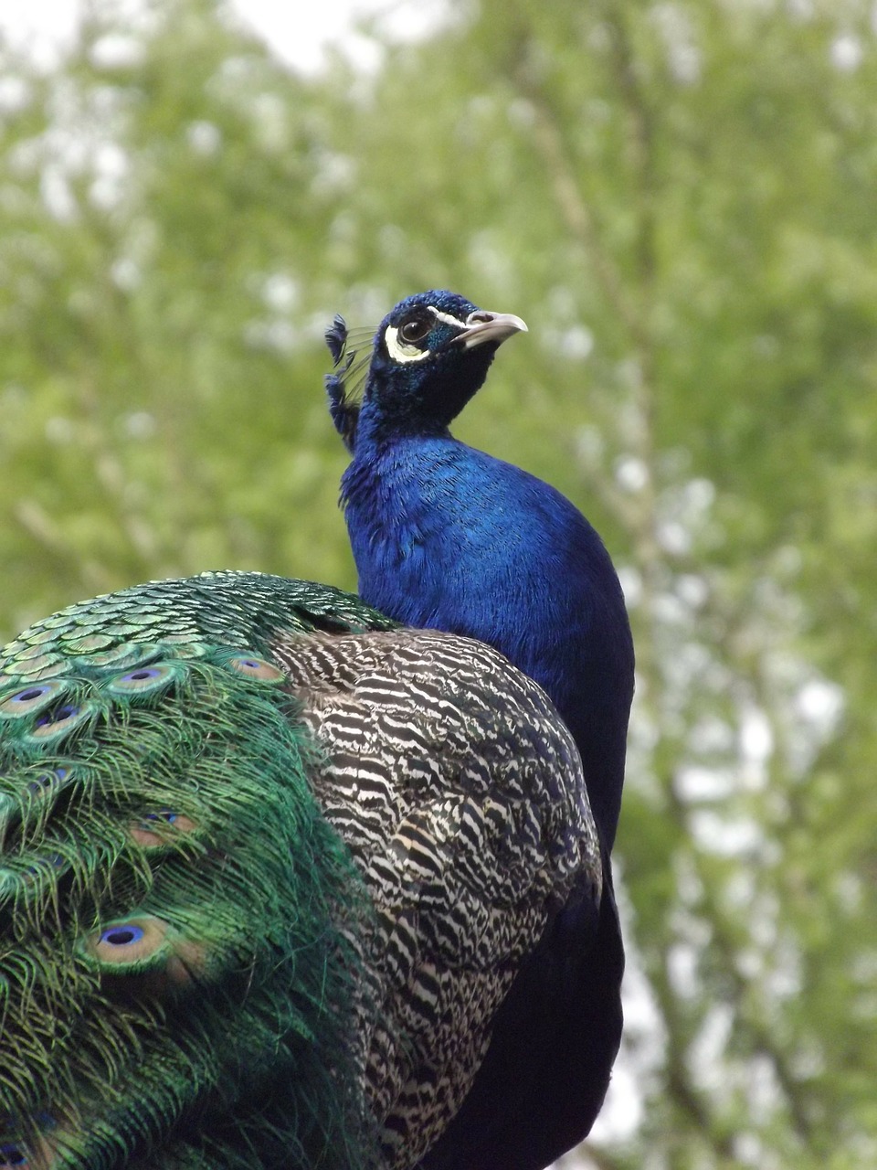 peacock bird peacock feather free photo