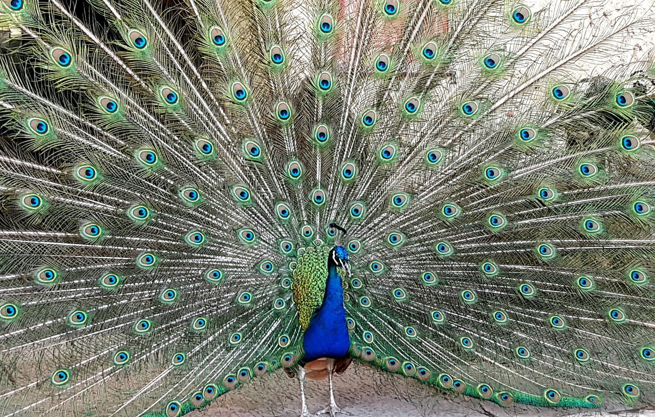 peacock  bird  animal free photo