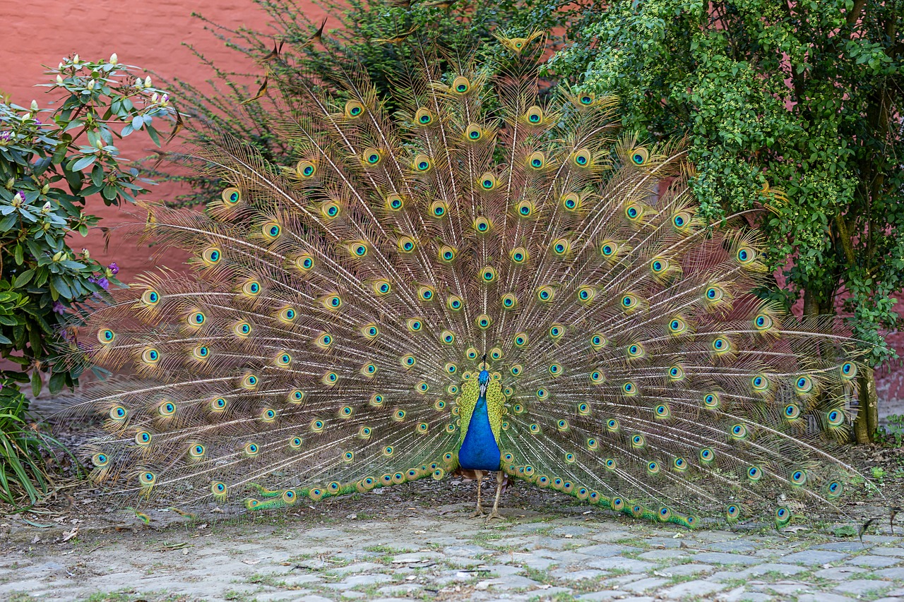 peacock  bird  animal portrait free photo