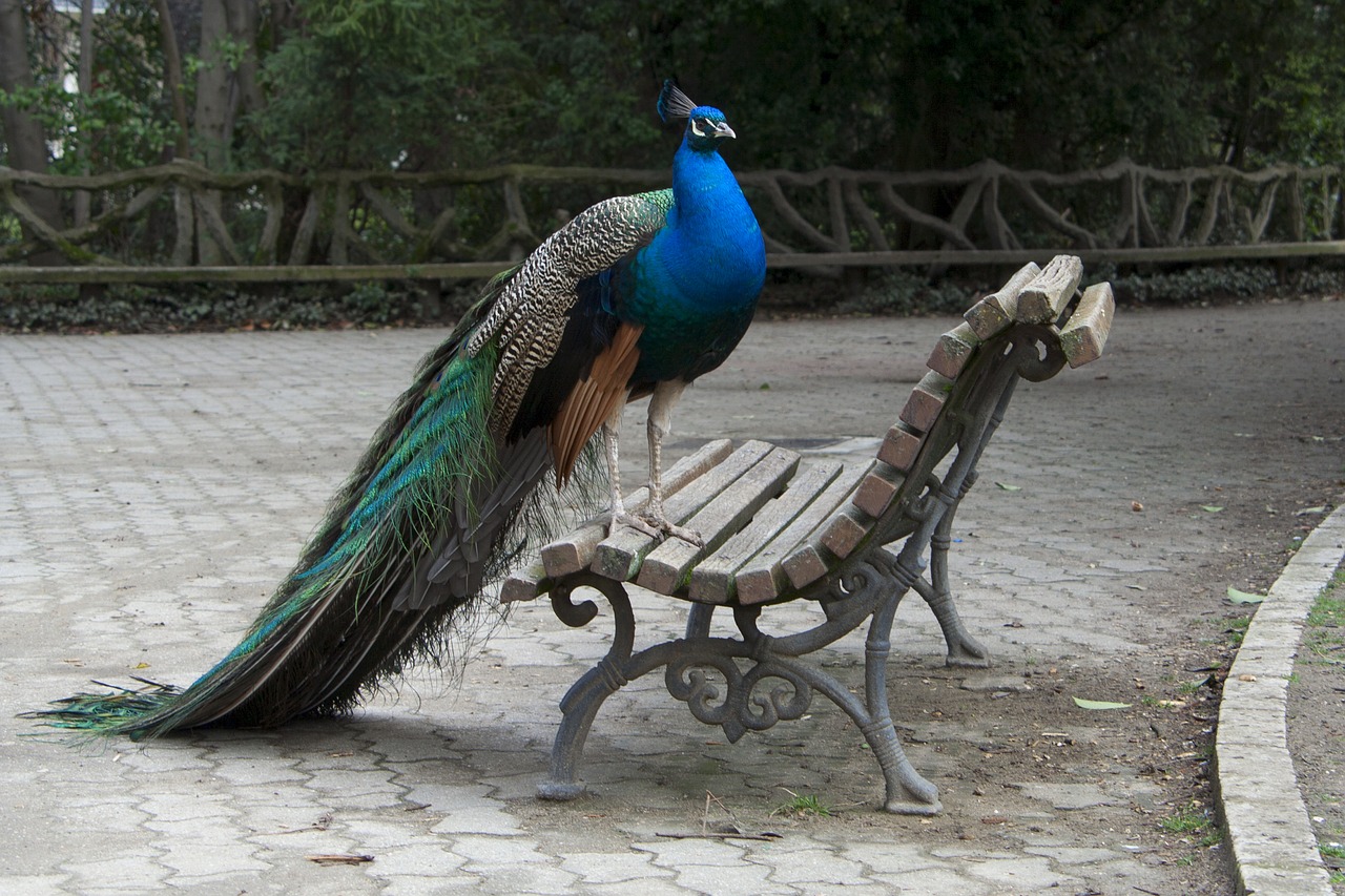 peacock  fauna  nature free photo