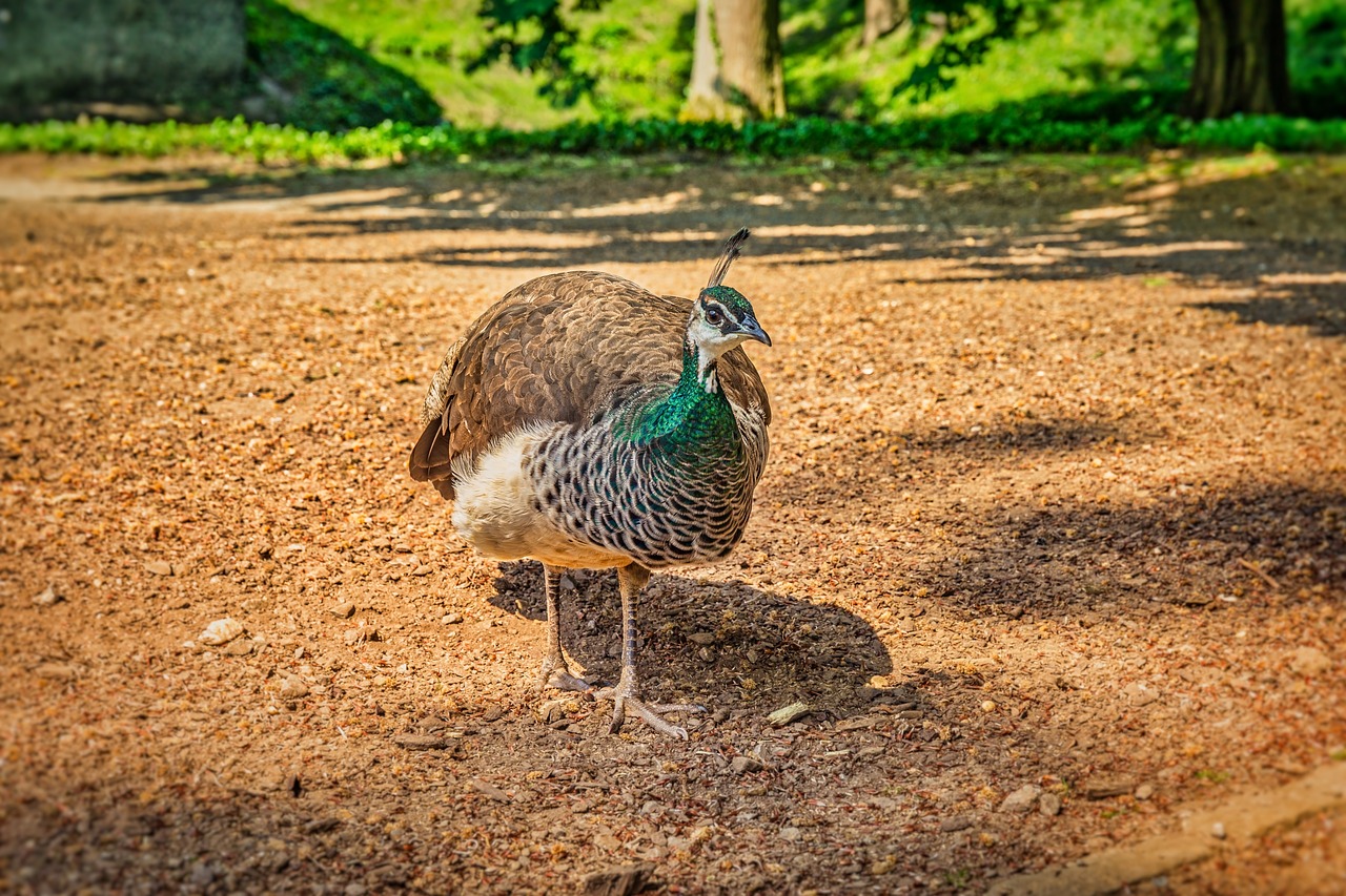 peacock  female  bird free photo