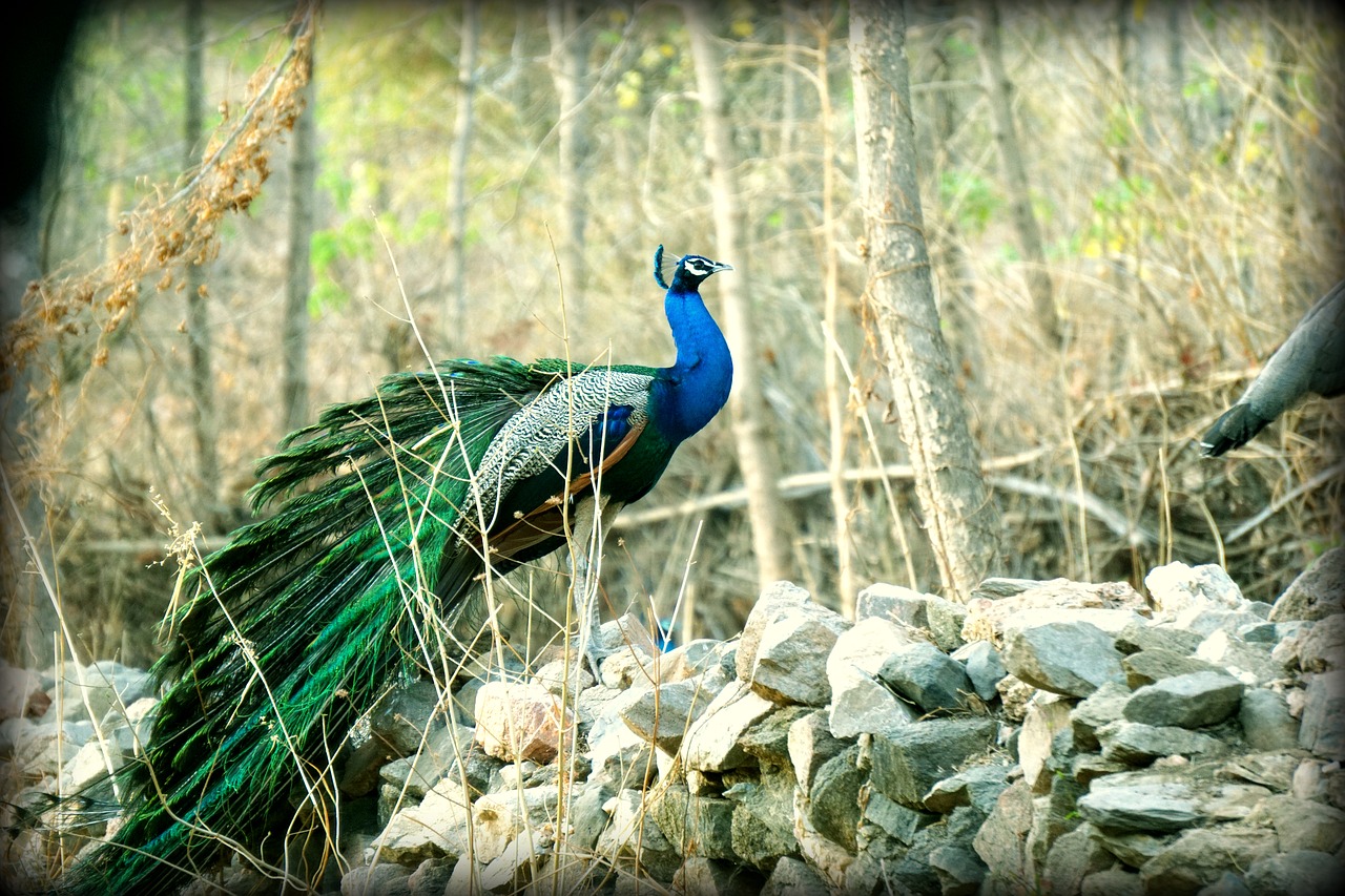 peacock  indian  wildlife free photo