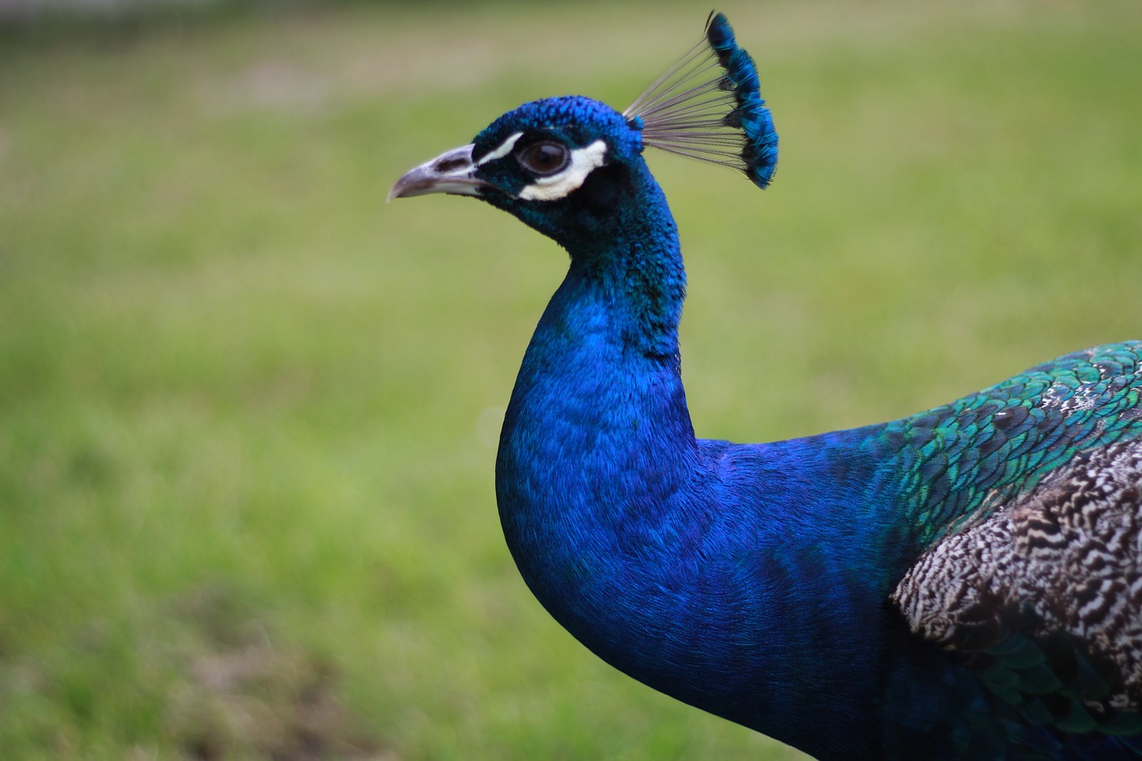 peacock  close up  bird free photo