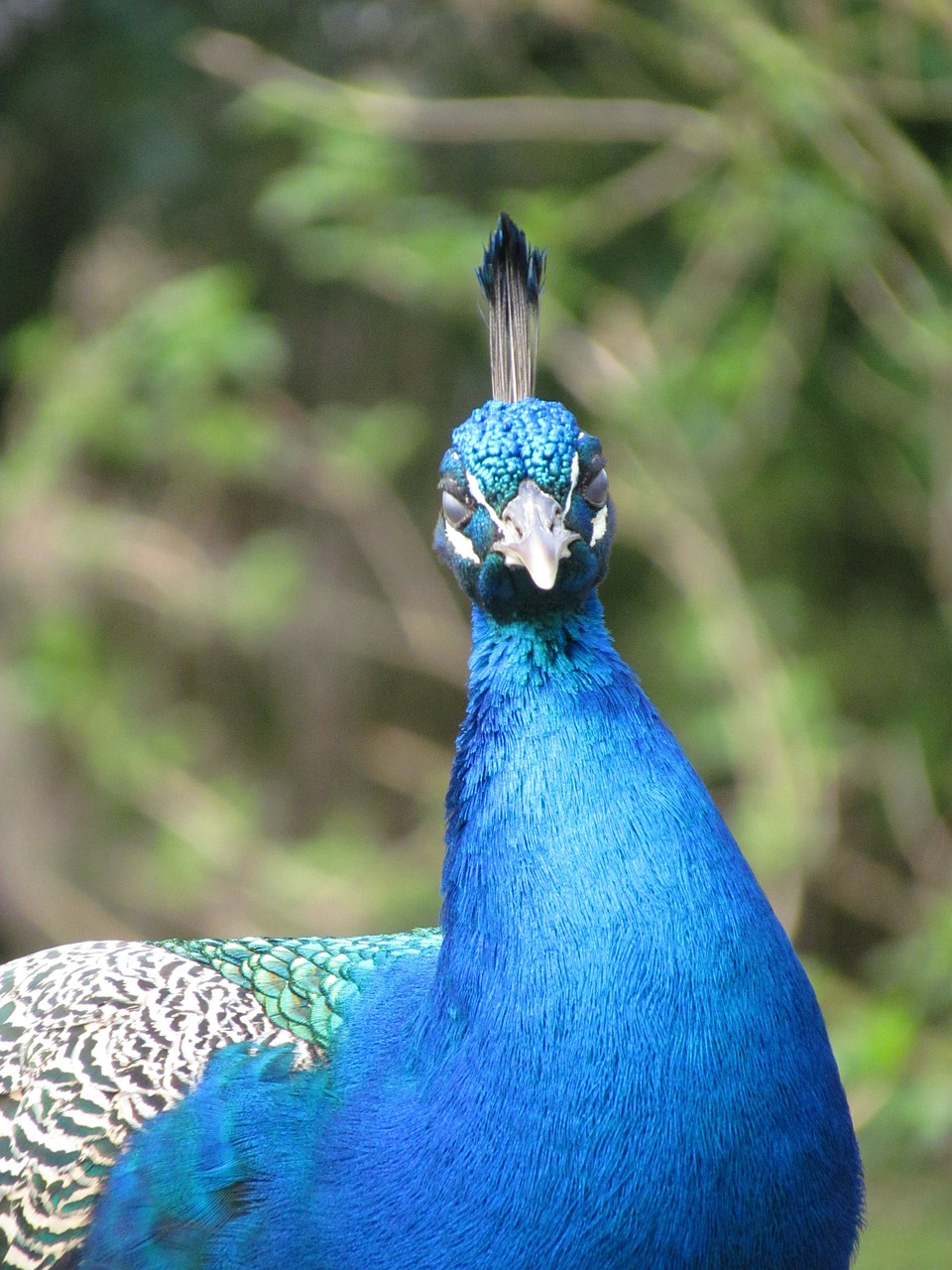 peacock animal bird free photo