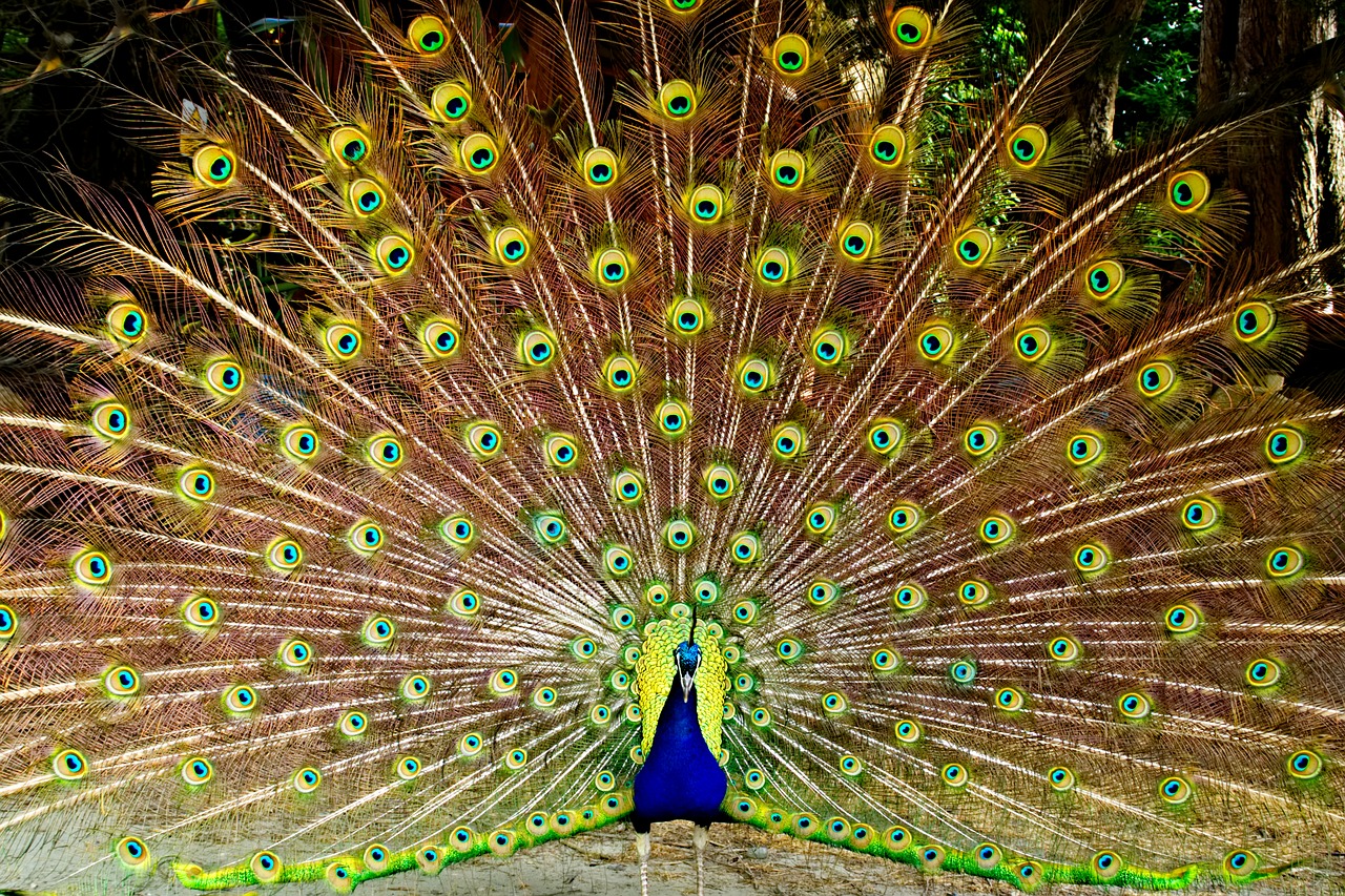 peacock  feathers  animal free photo