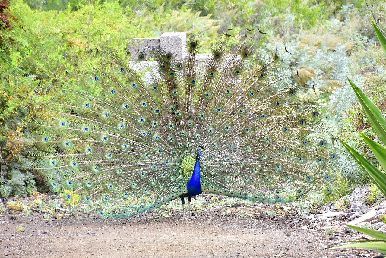 peacock  birds  beautiful free photo