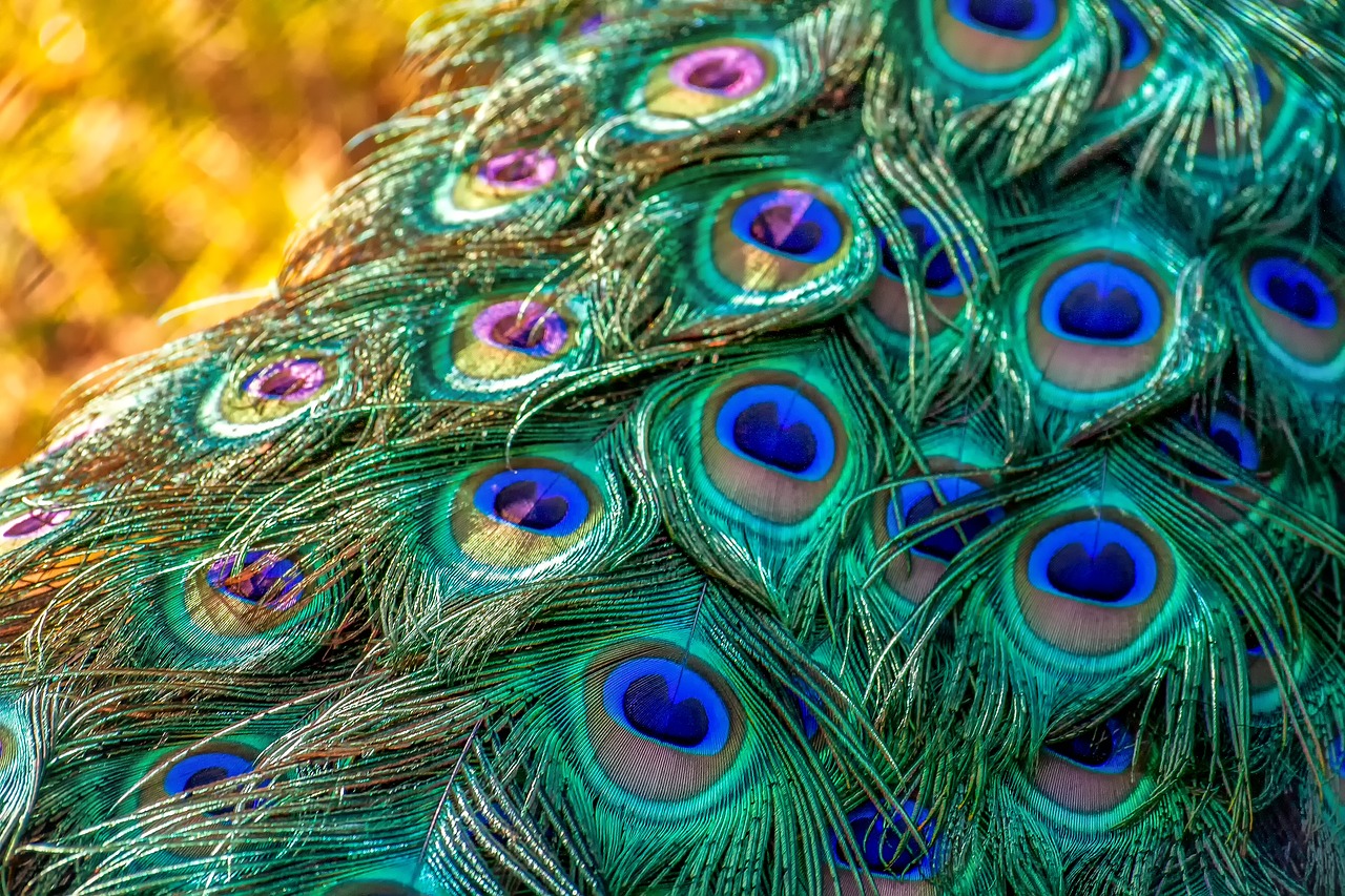 peacock  peacock feathers  feather free photo