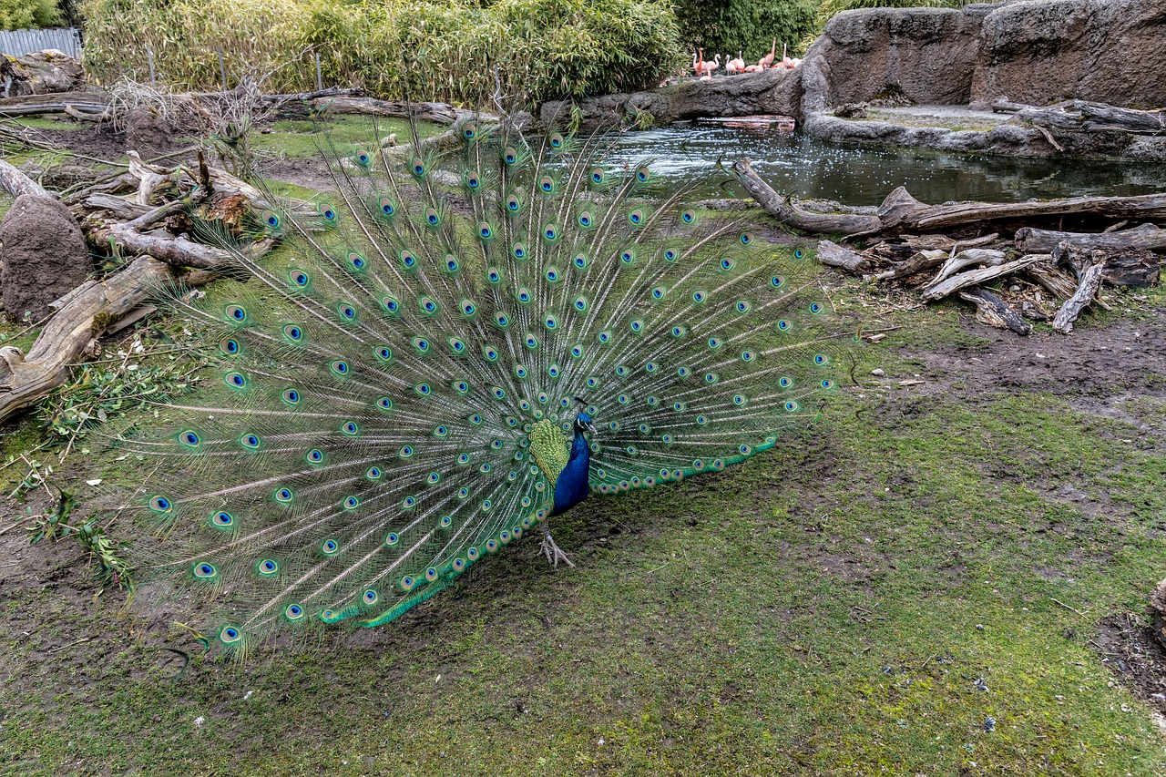 peacock  zoo  animal free photo