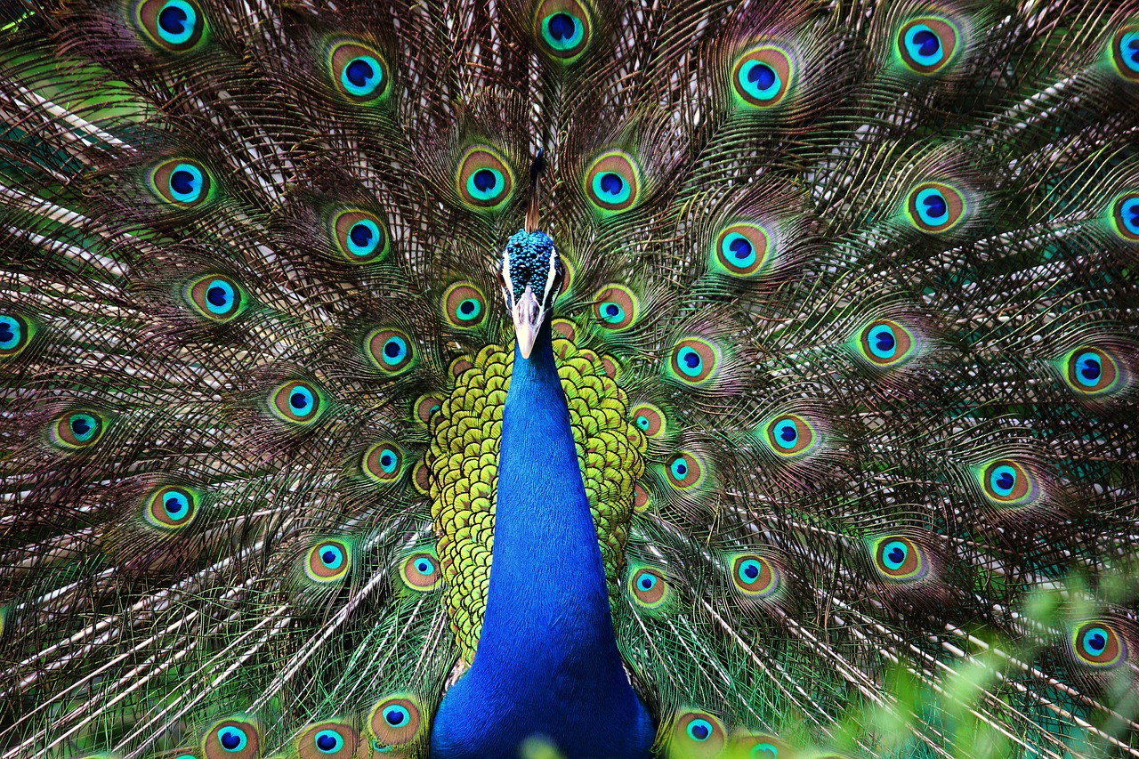 peacock  bird  feathers free photo