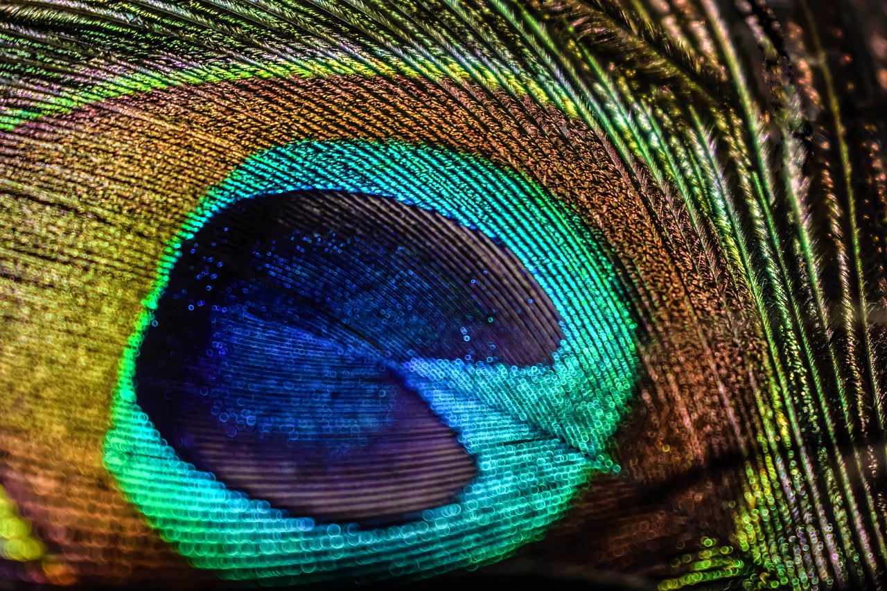 peacock  bird  feathers free photo