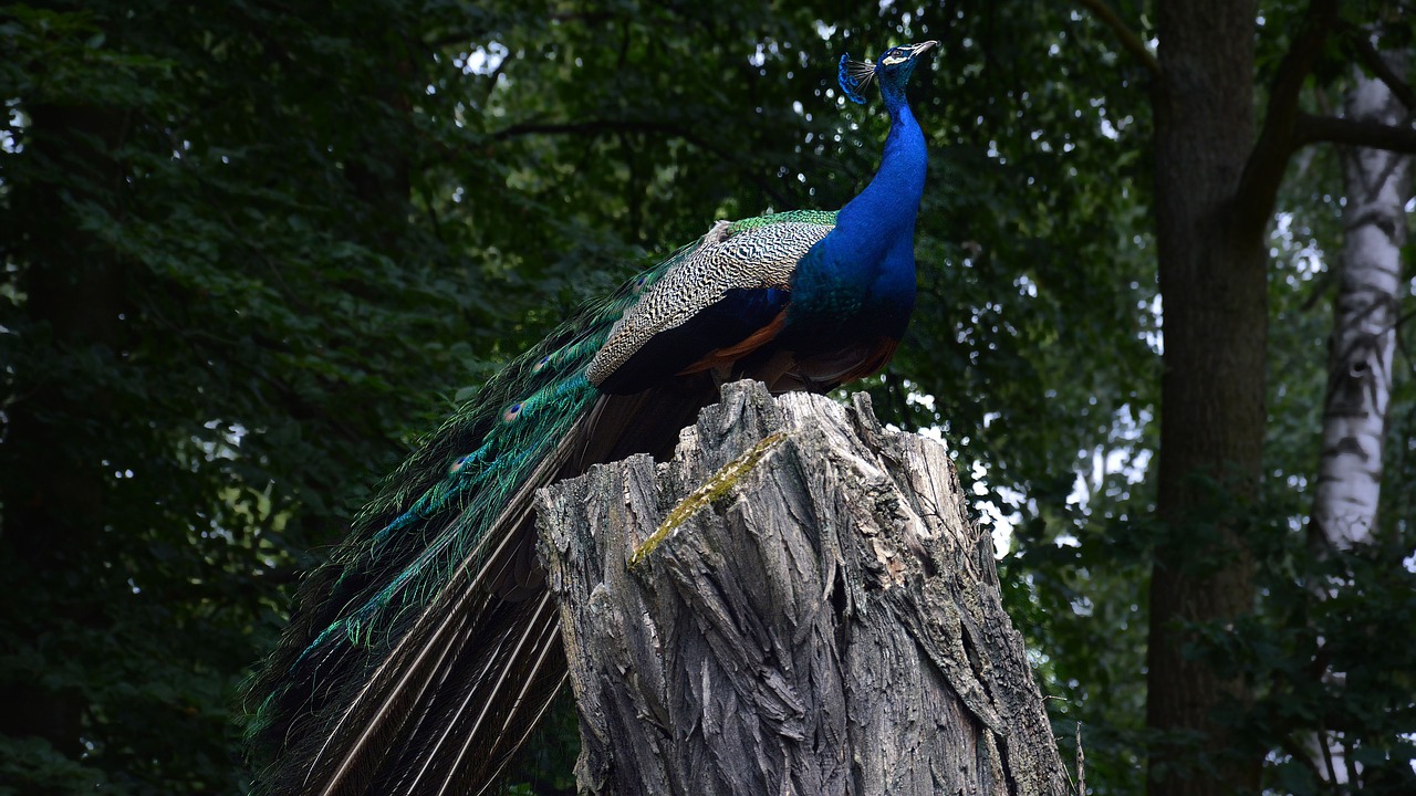 peacock  bird  zoo free photo