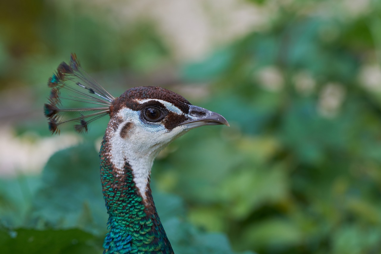 peacock  comb  pride free photo