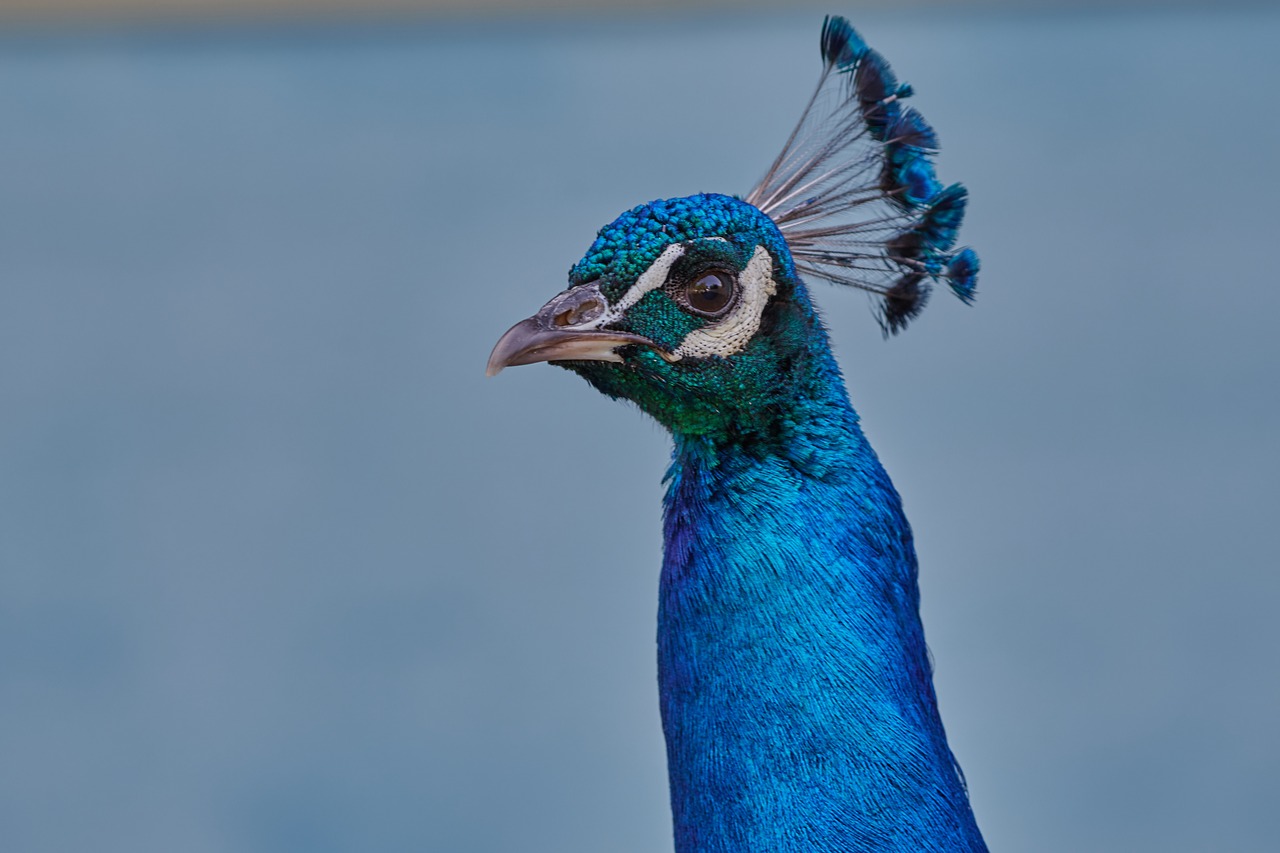 peacock  bird  feather free photo