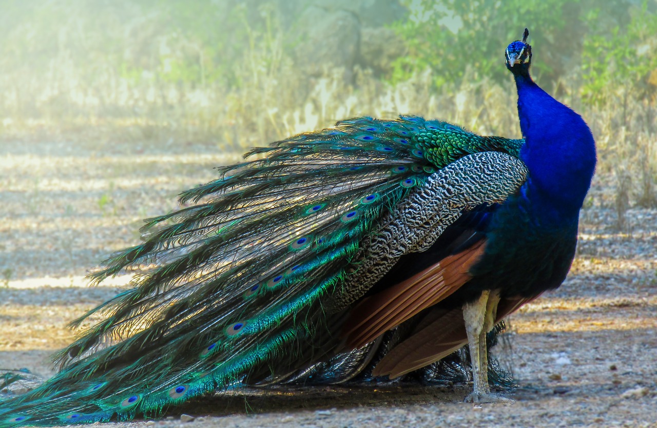 peacock  turkey  ave free photo