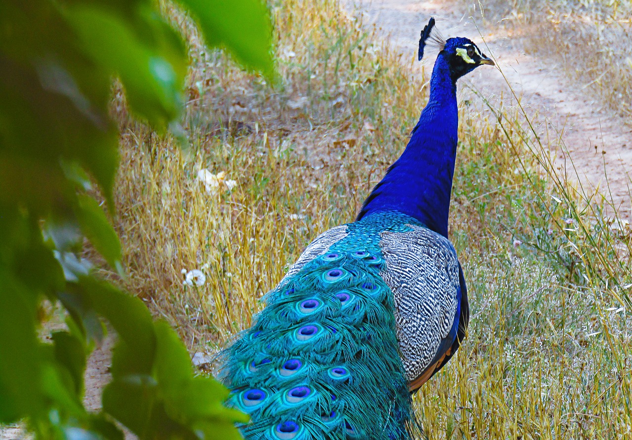 peacock  plumage  colorful free photo
