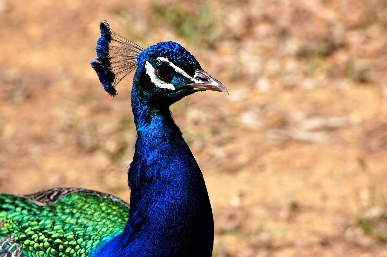 peacock  animals  feather free photo