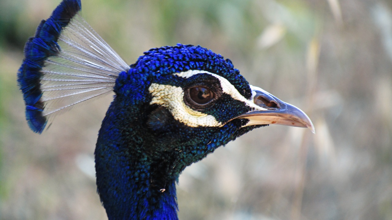 peacock  turkey  ave free photo