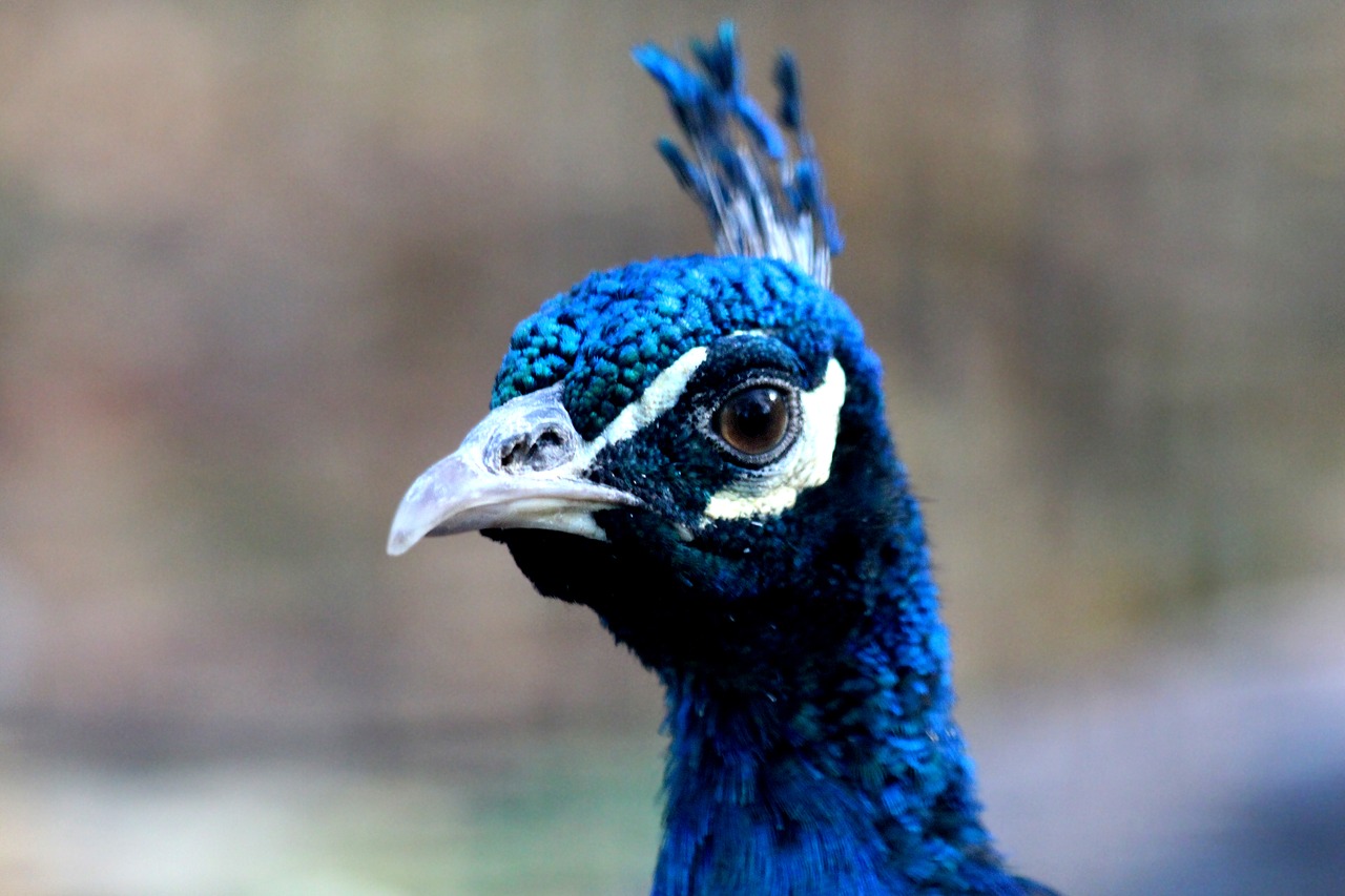 peacock  bird  head free photo