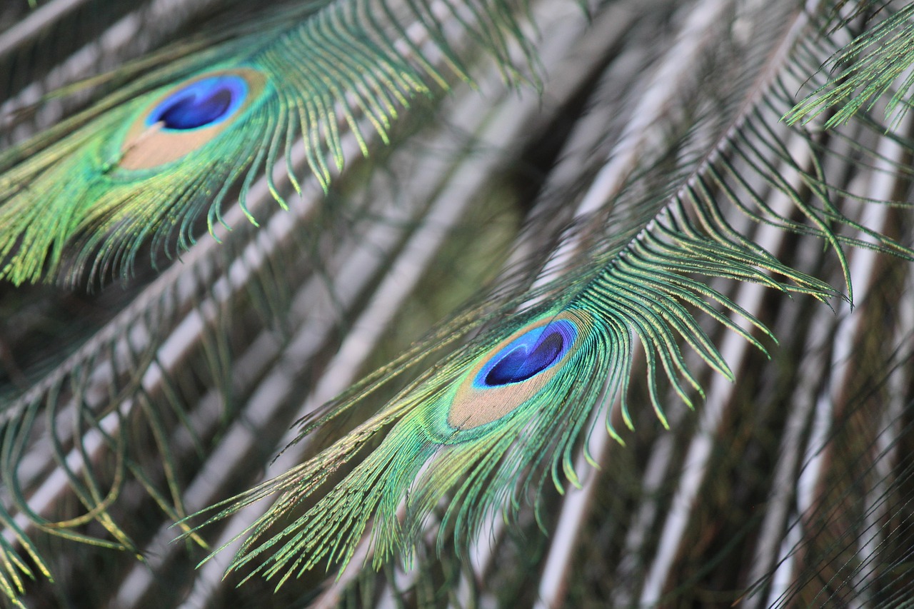 peacock  feathers  pen free photo