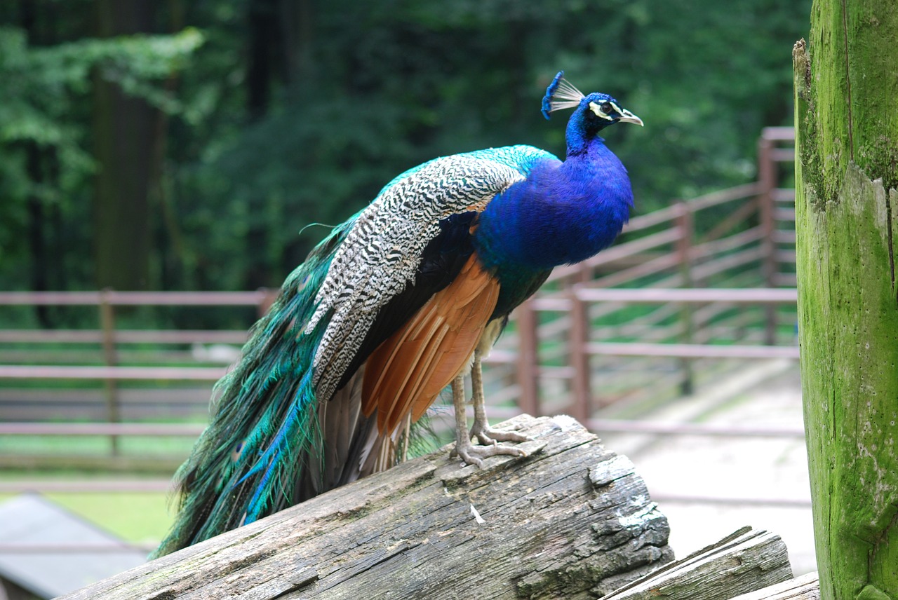 peacock  bird  zoo free photo