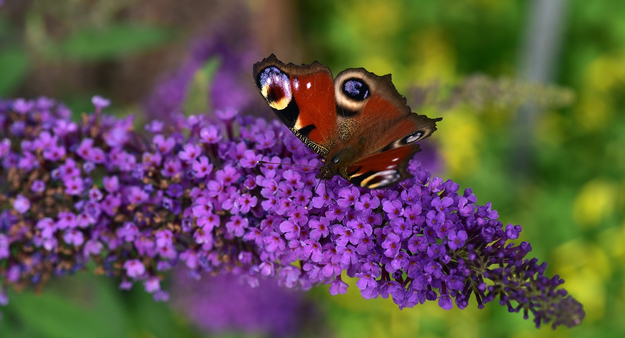 peacock  butterfly  close up free photo