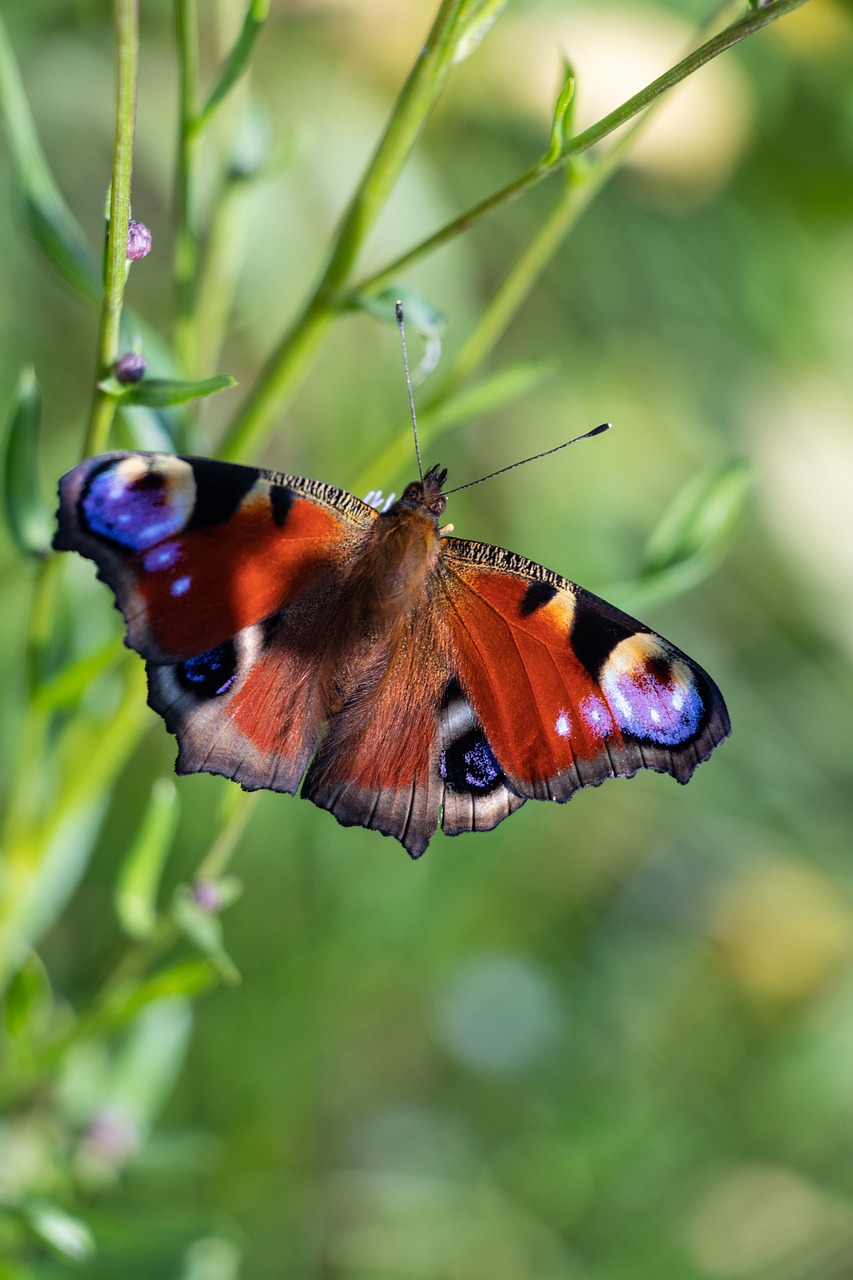 peacock  butterfly  insect free photo