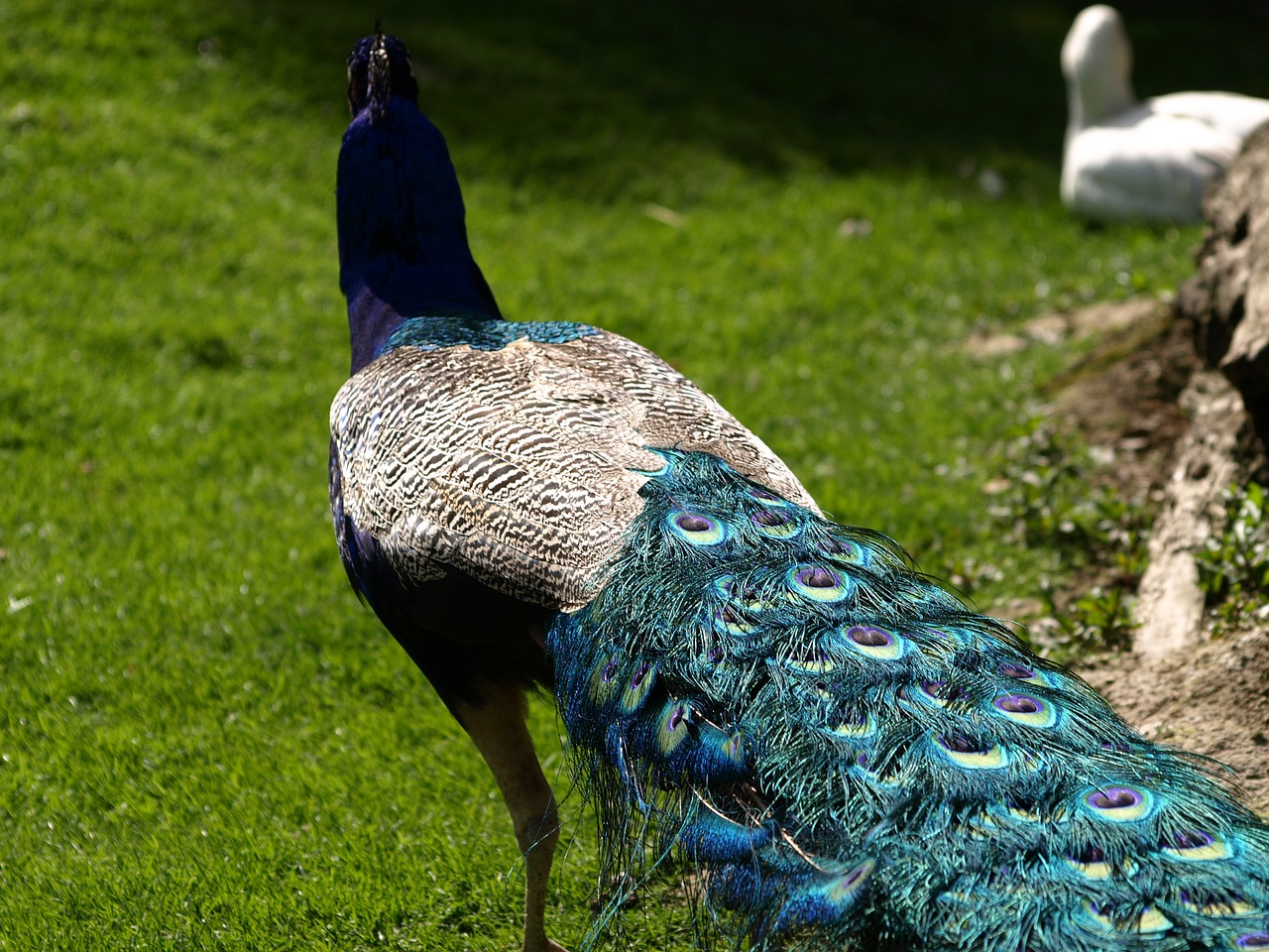 peacock feather close free photo