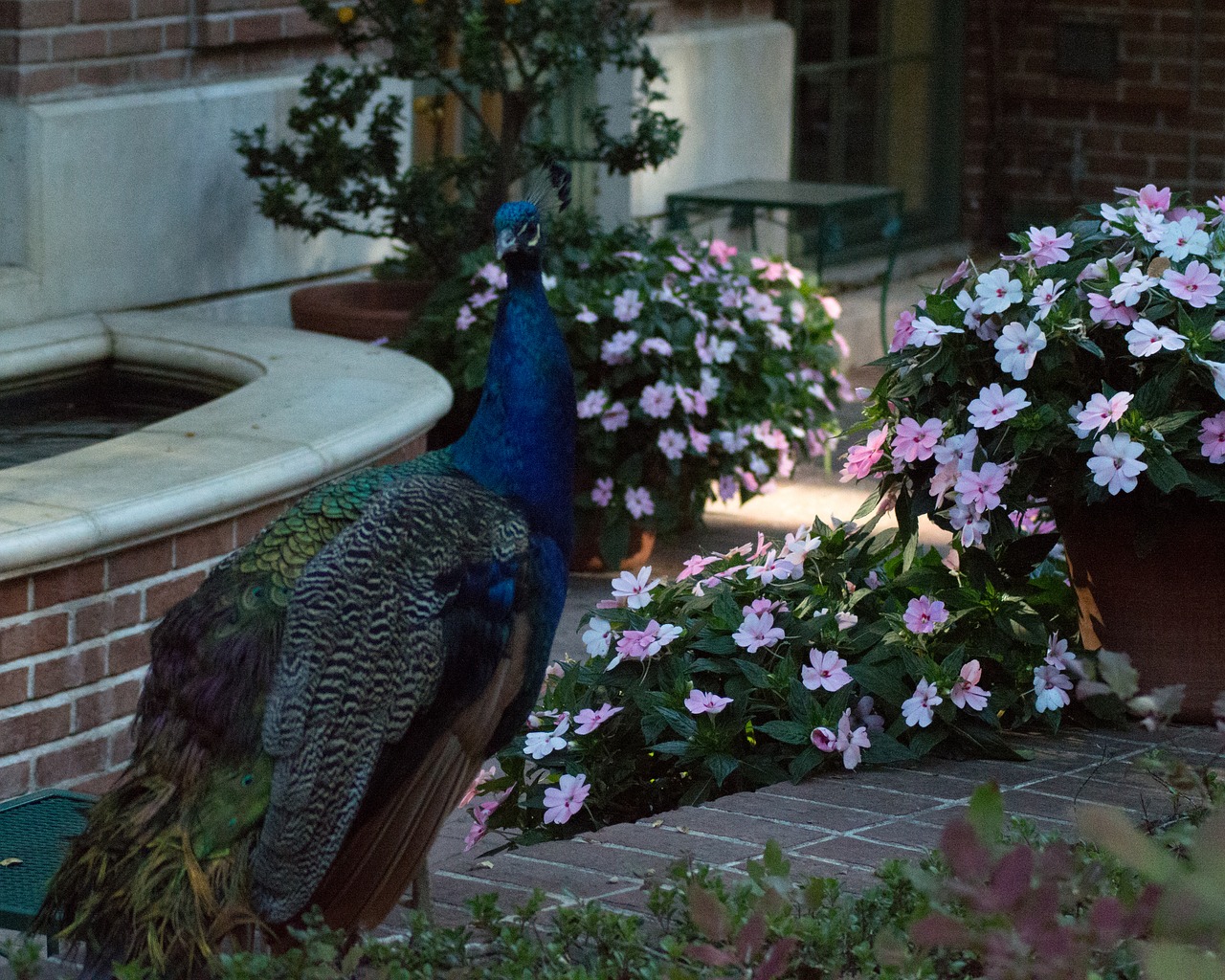 peacock  filoli  flowers free photo