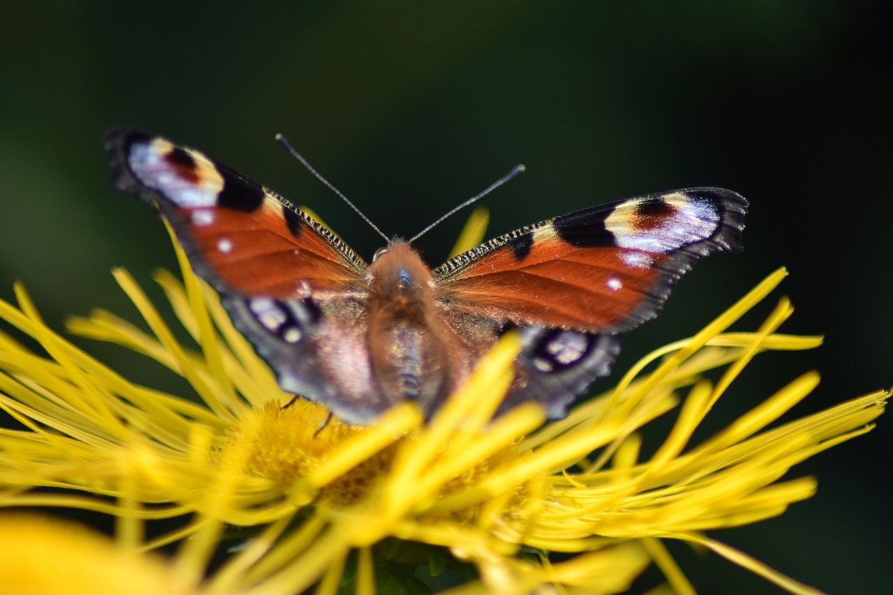 peacock  butterfly  flower free photo