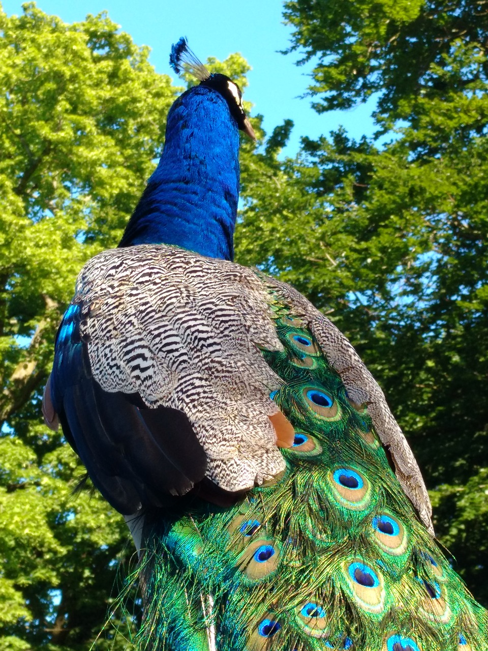 peacock  bird  tree free photo