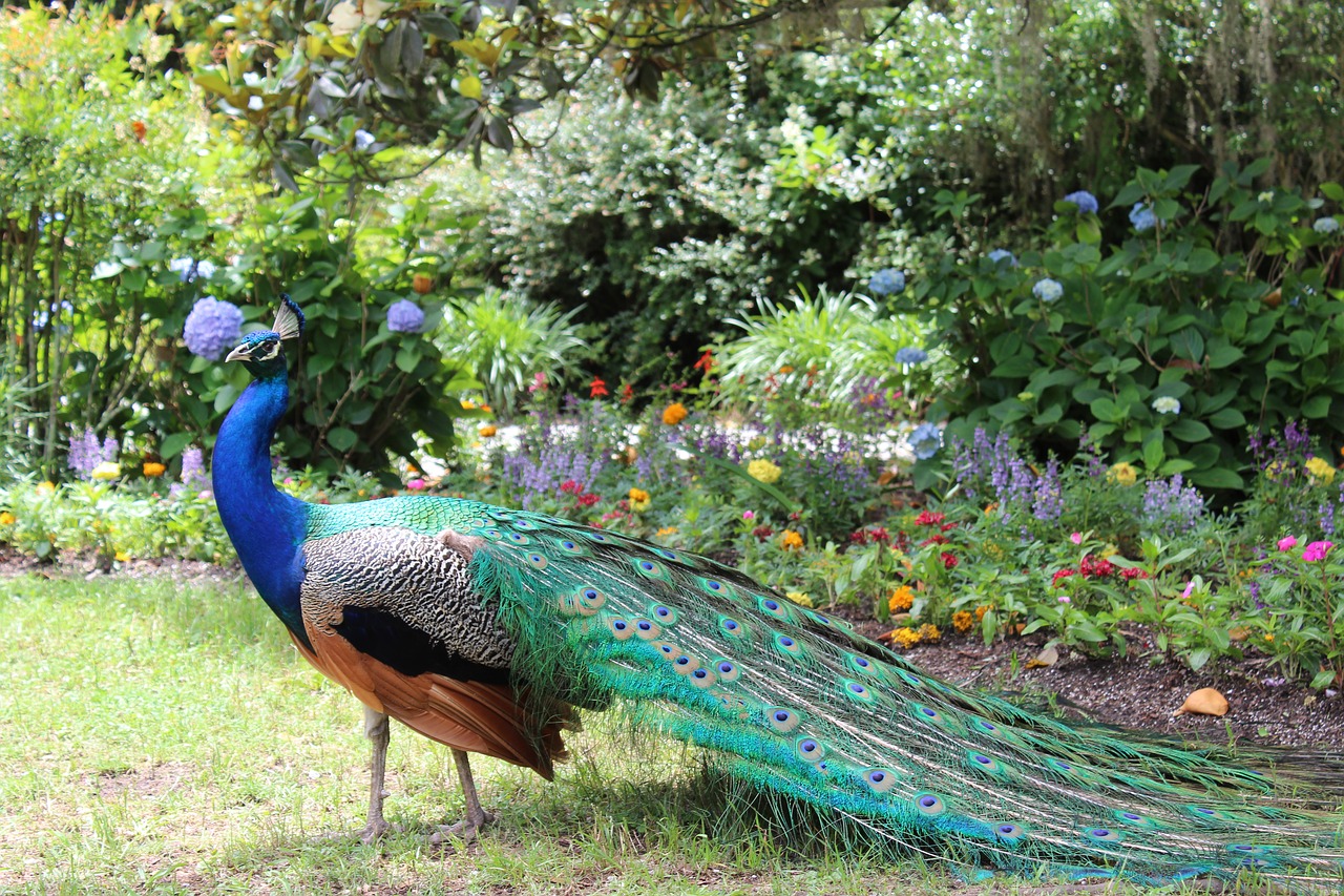 Download free photo of Peacock, colorful, garden, paradise, exotic