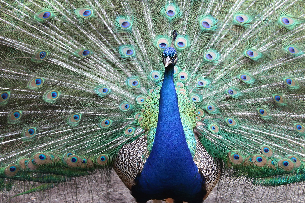 peacock  feather  bird free photo