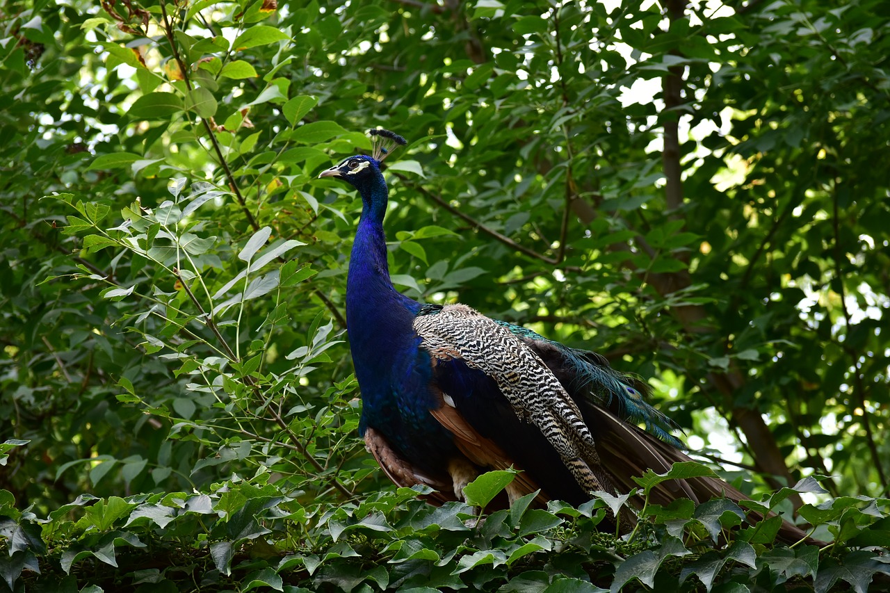 peacock  bird  zoo free photo