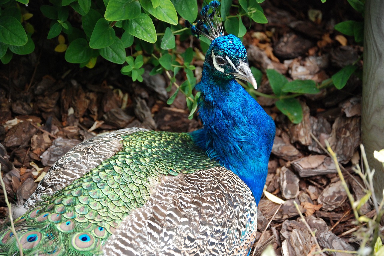 peacock tail feathers bird free photo
