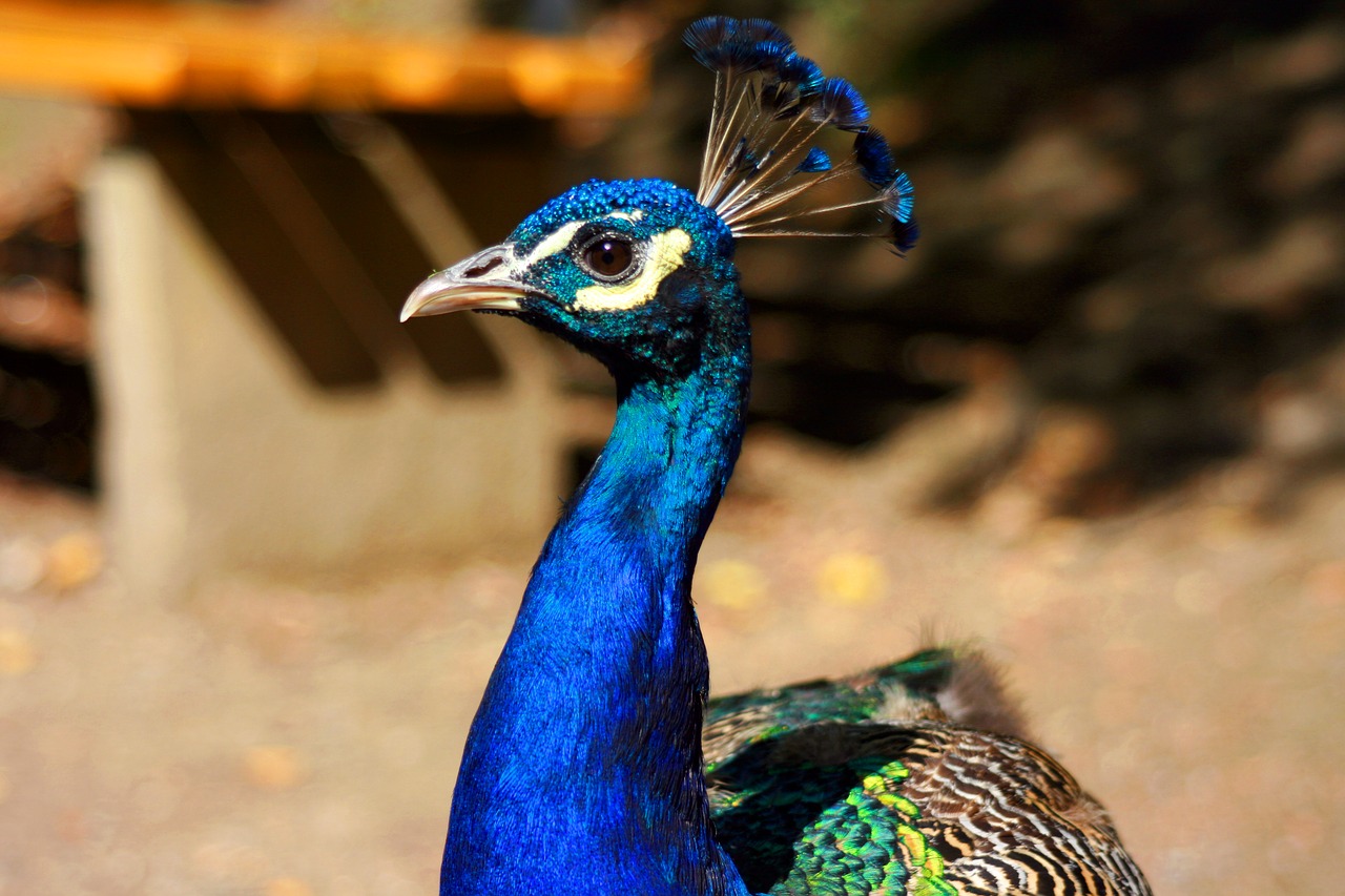 peacock  blue  bird free photo