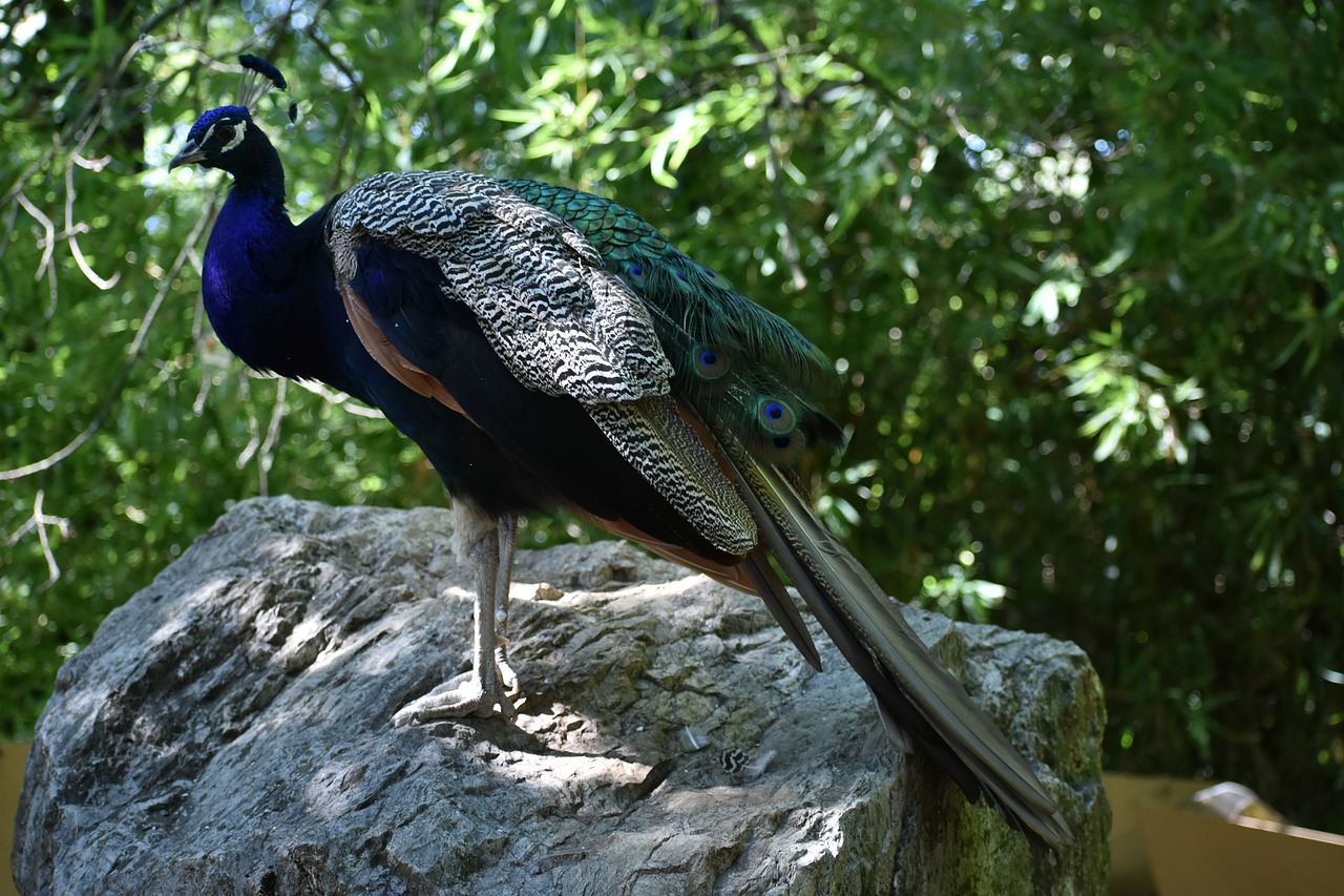 peacock  zoo  pistoia free photo