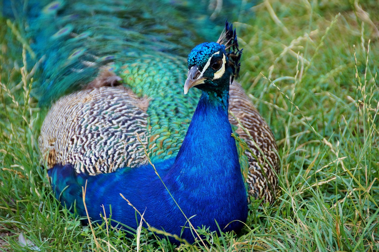 peacock  kur  feather free photo