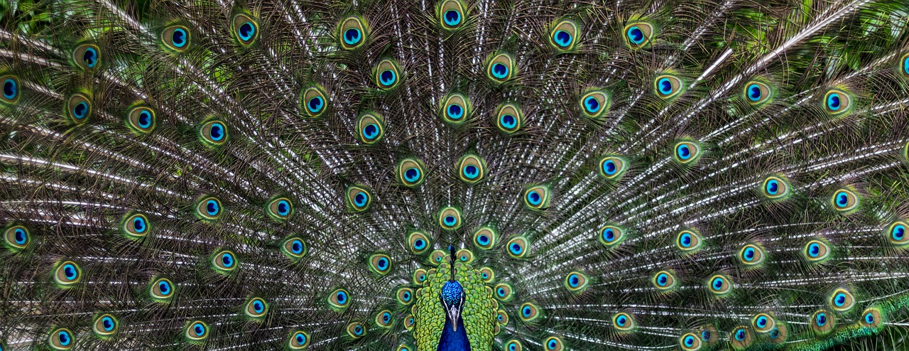 peacock  bird  pen free photo