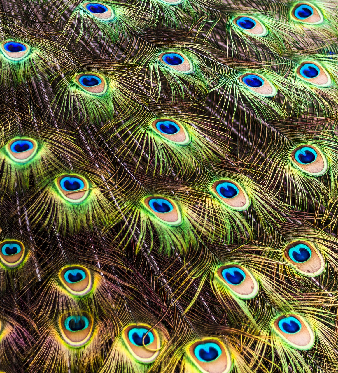 peacock  pen  color free photo